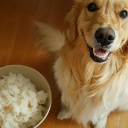Golden Retriever eating bland chicken and rice diet